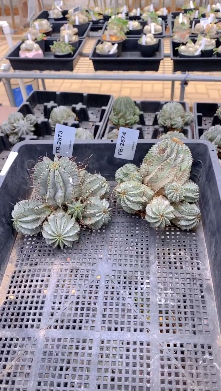 【闪购商品】魁伟玉FB-2573+2574