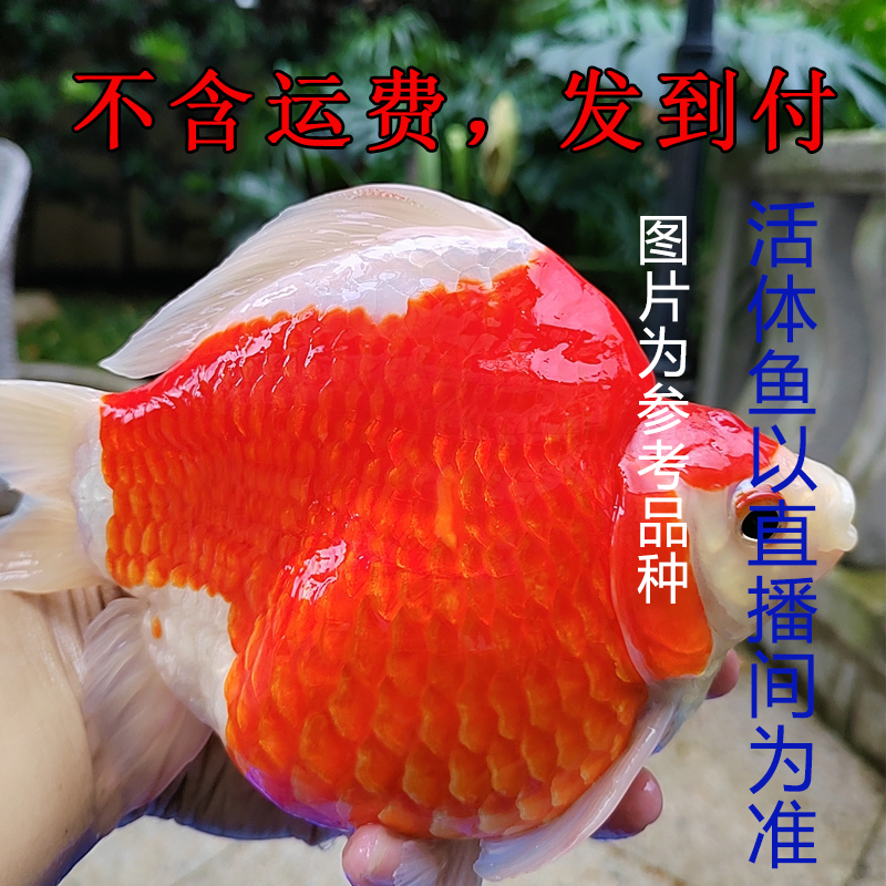 【实际以直播为准】活体鱼小型新型观赏鱼玉鲭金鱼活鱼好养皮实耐活