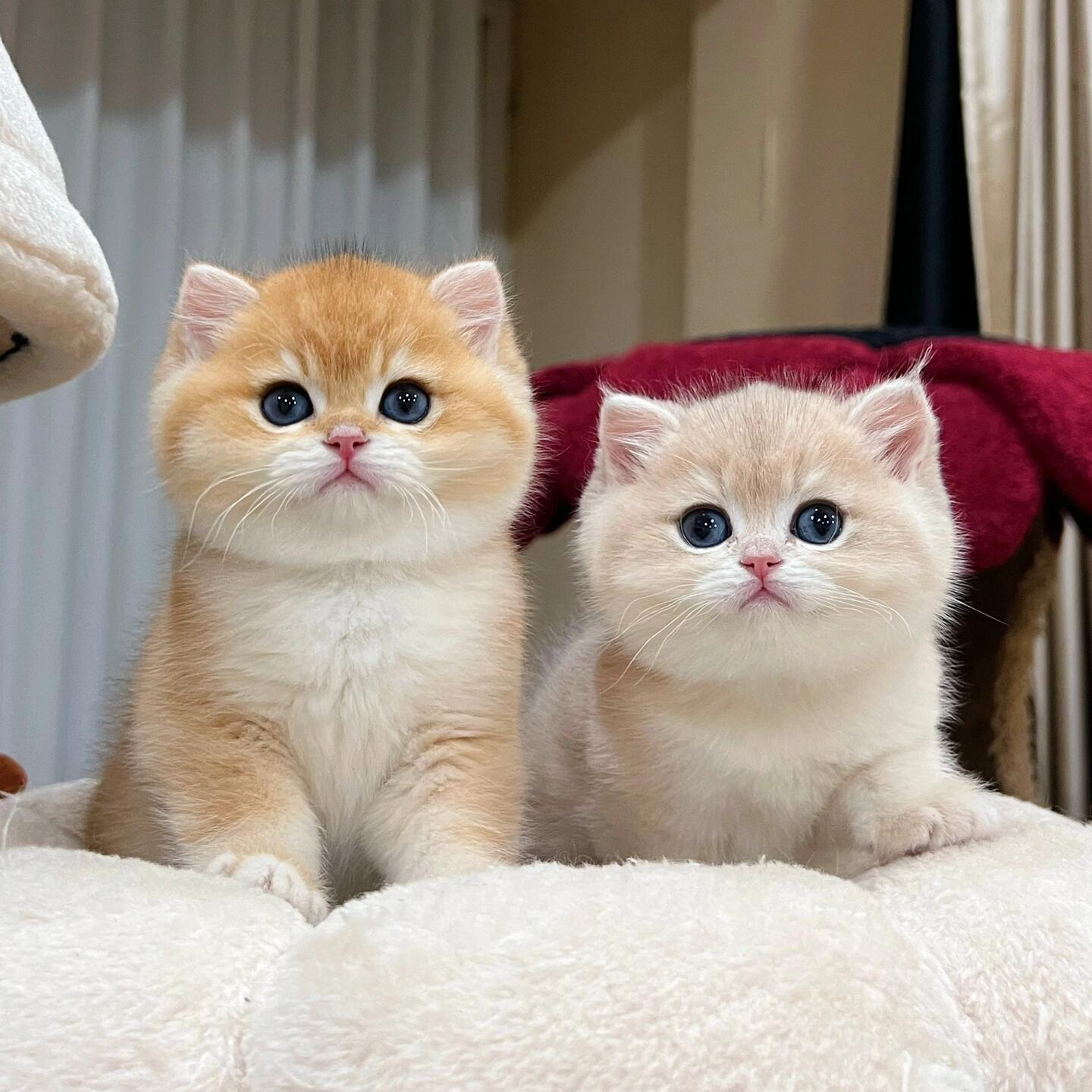 深圳龙岗猫咪货源地