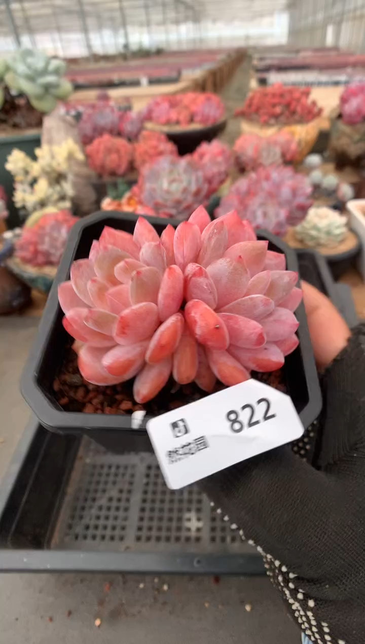 822雪天使一物一拍