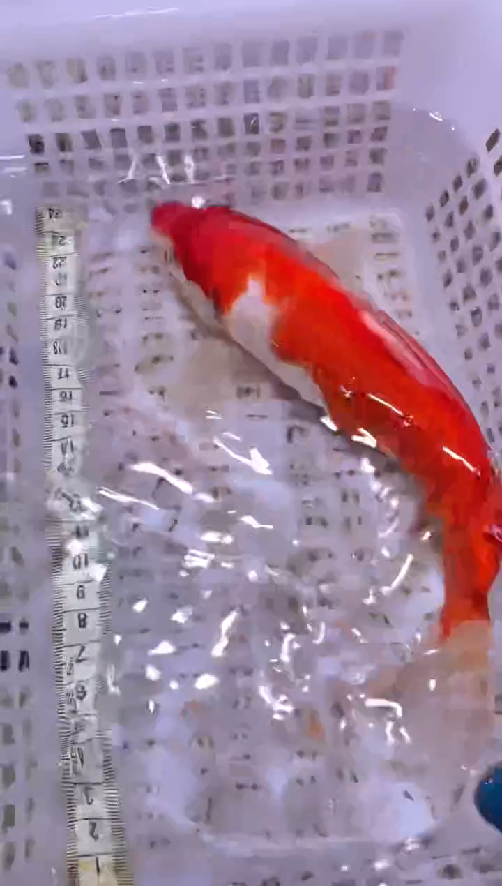 锦鲤血统锦鲤全场包邮92