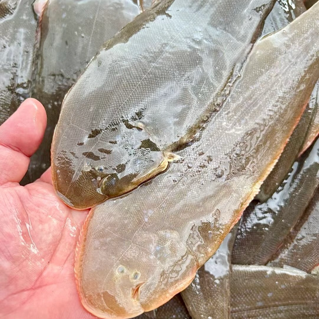 食最鲜广东博贺港大号深海海捕舌头鱼龙利鱼踏板鱼新鲜速冻发货