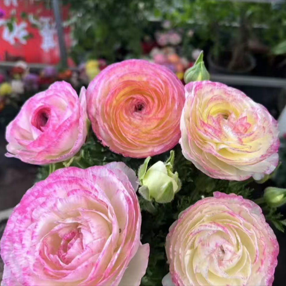 花花【洋牡丹】多年生多头大花草花植物新手养护耐热耐寒阳台庭院