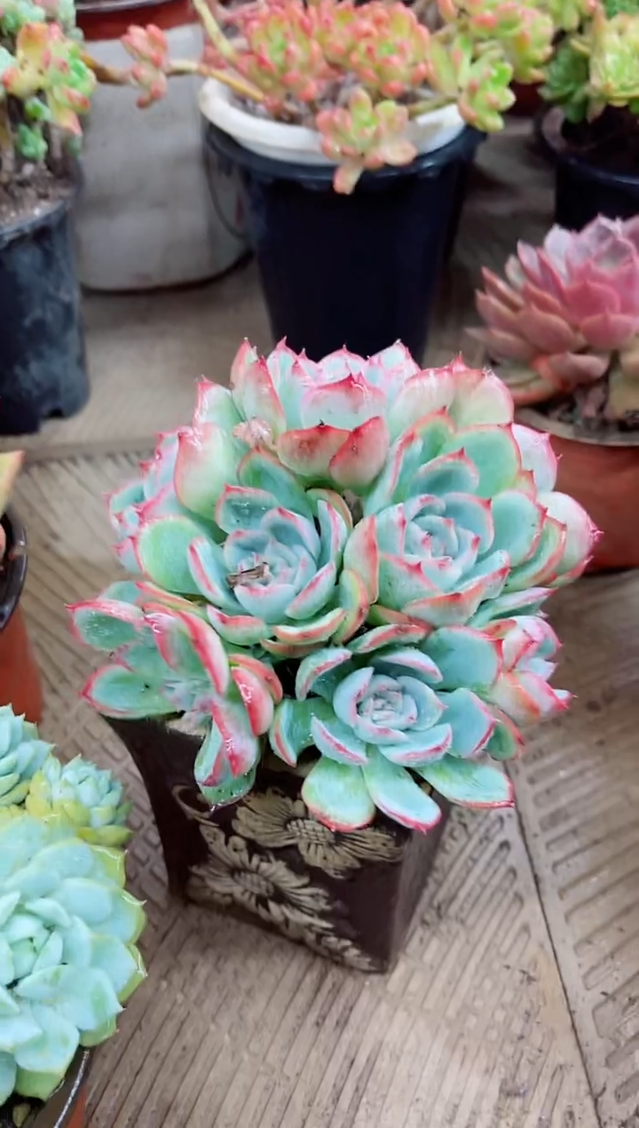 @****制22033多肉植物一物一拍