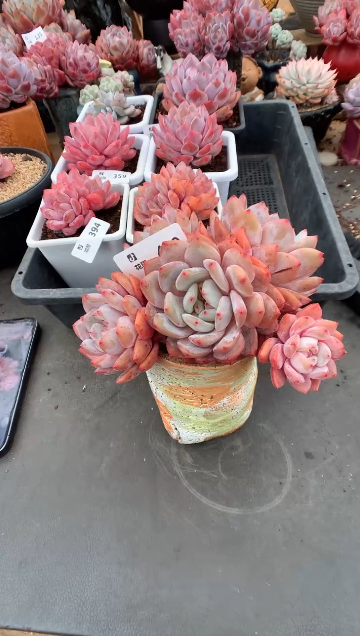 400雪天使多肉植物一物一拍带盆