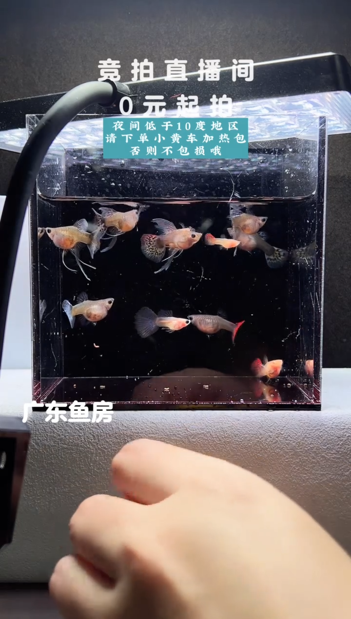 孔雀鱼玻璃猫串串10只编号12