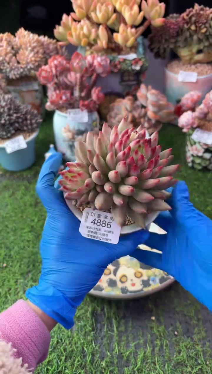 昆明印象多肉4886