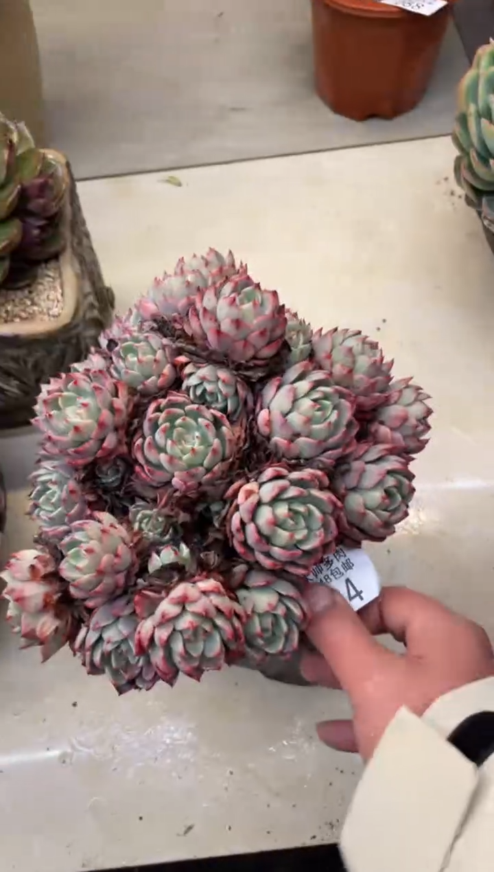 【闪购商品】84娜娜