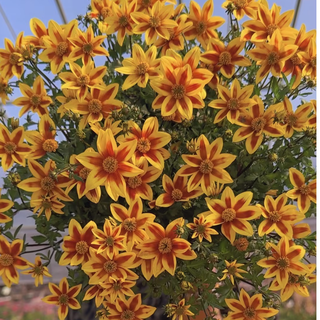 【庭院植物】金悠菊盆栽苗多年生庭院花园爆花耐热耐寒阳台花卉植物