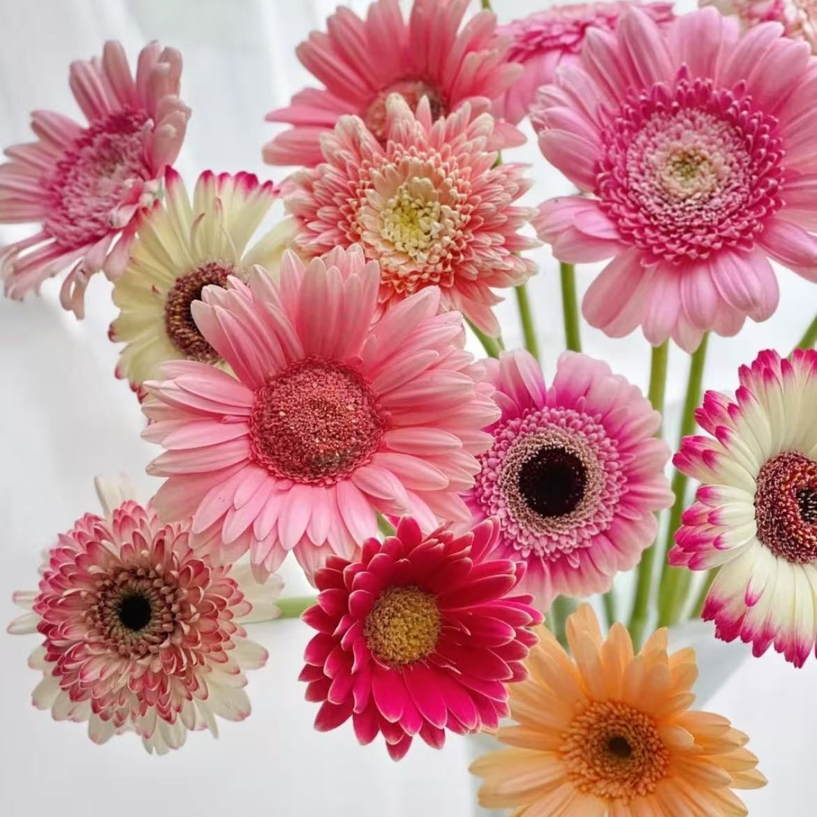 （不包邮）非洲菊必拍一个运费，当场直播同一个地址可以带N个花