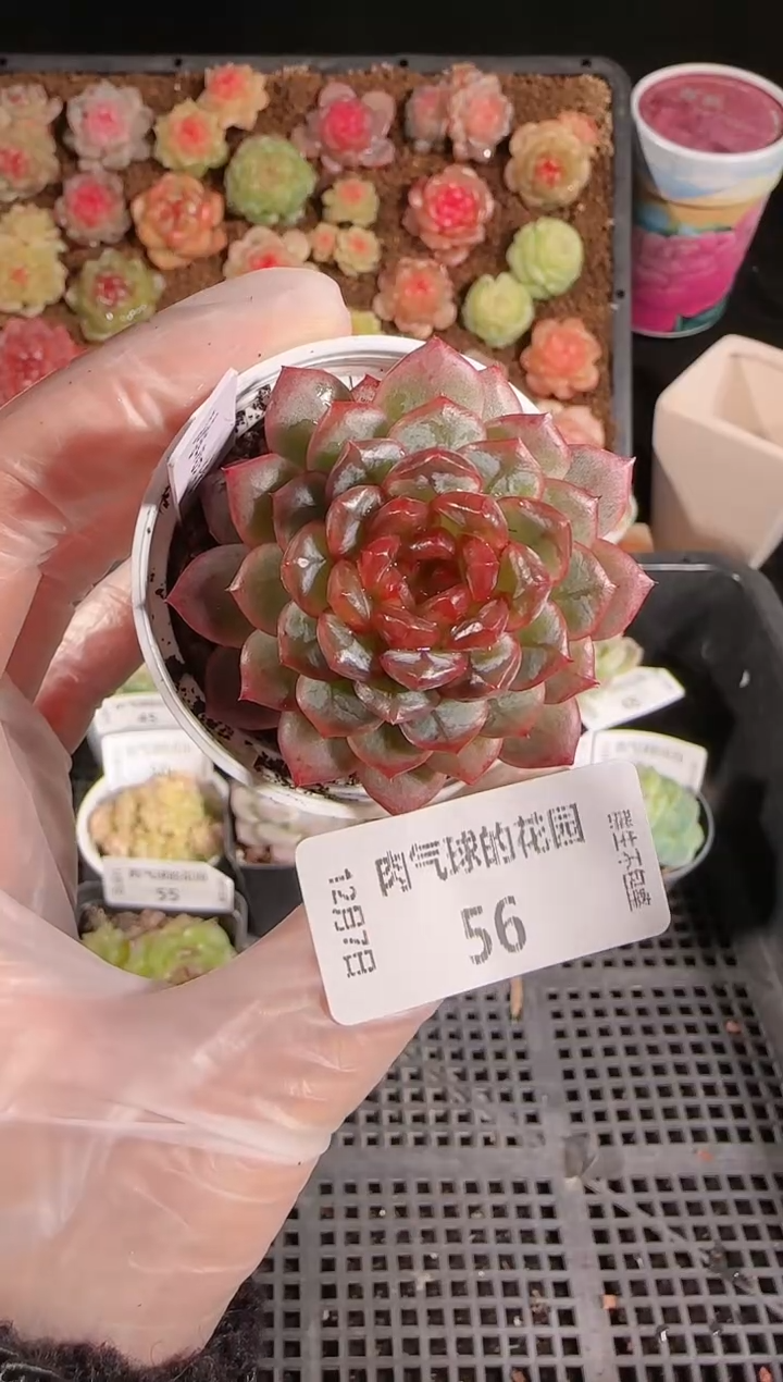 1207-56冰心1111多肉群生不包整