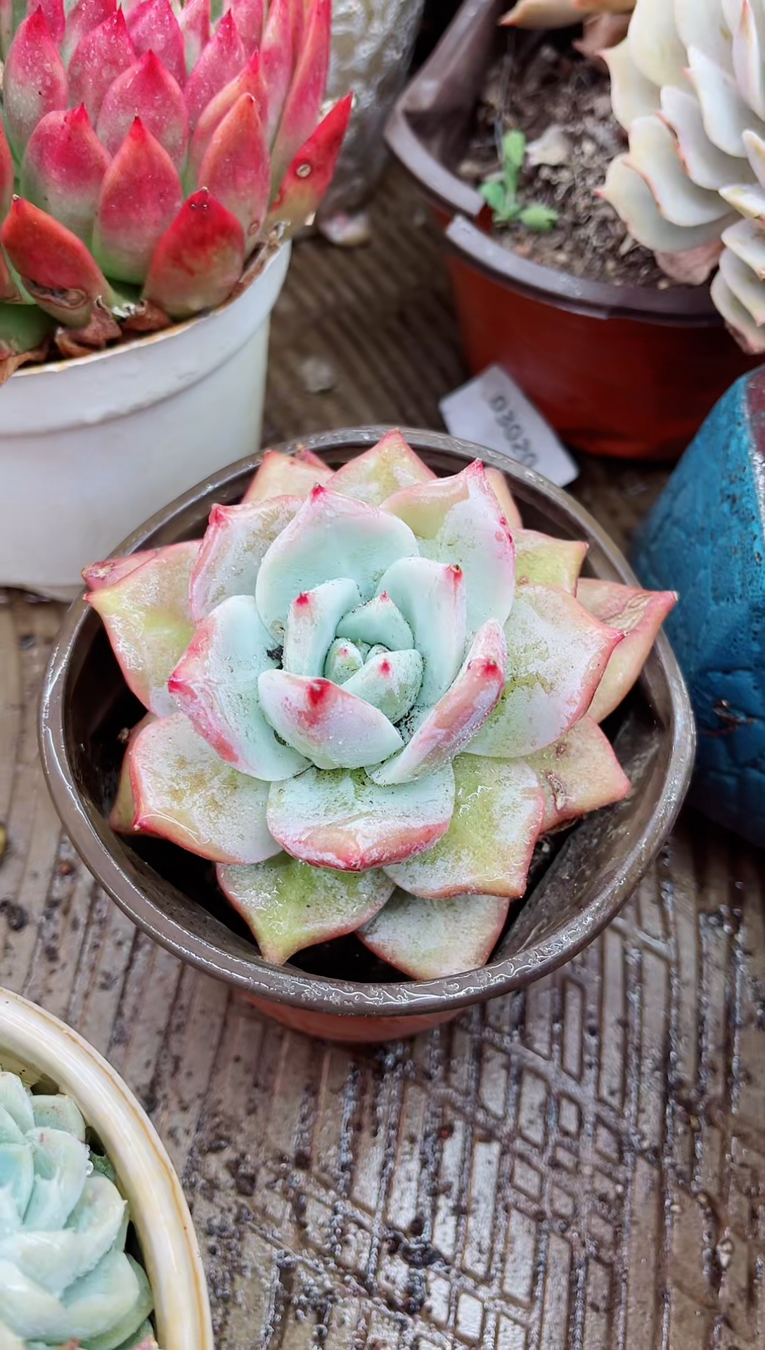 【闪购商品】03213