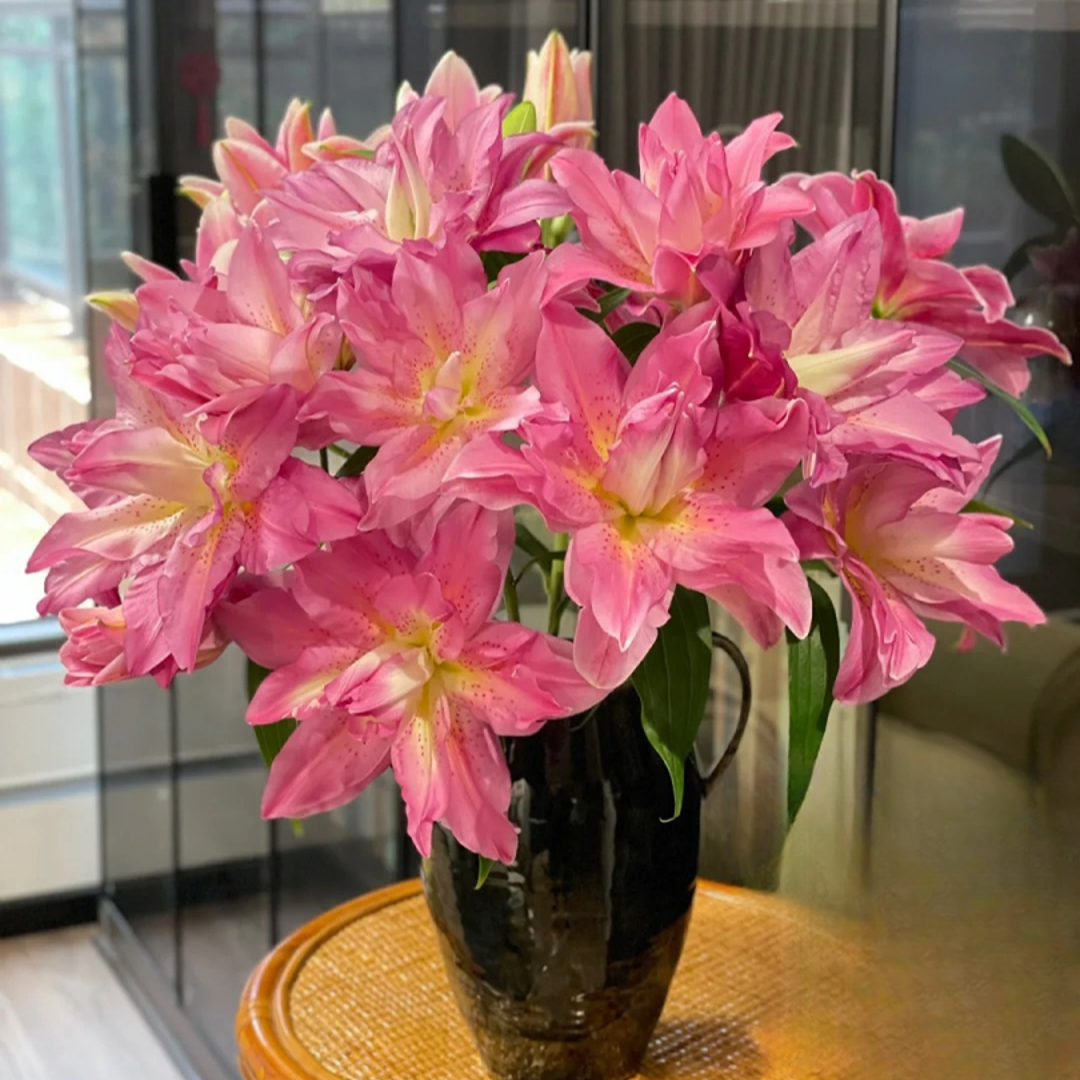 【花王朝直播专属}宝莲灯重瓣香水百合树云南直发鲜花水养鲜切花