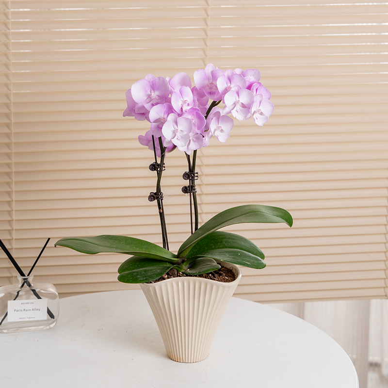 七夕礼物神仙姐姐大舌头仙粉蝴蝶兰花带花苞四季好养盆栽室内花卉