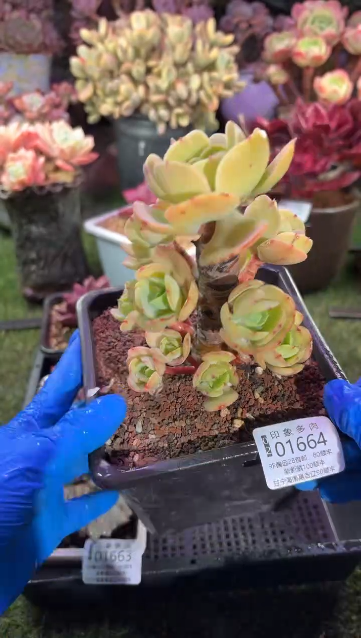 【闪购商品】01664