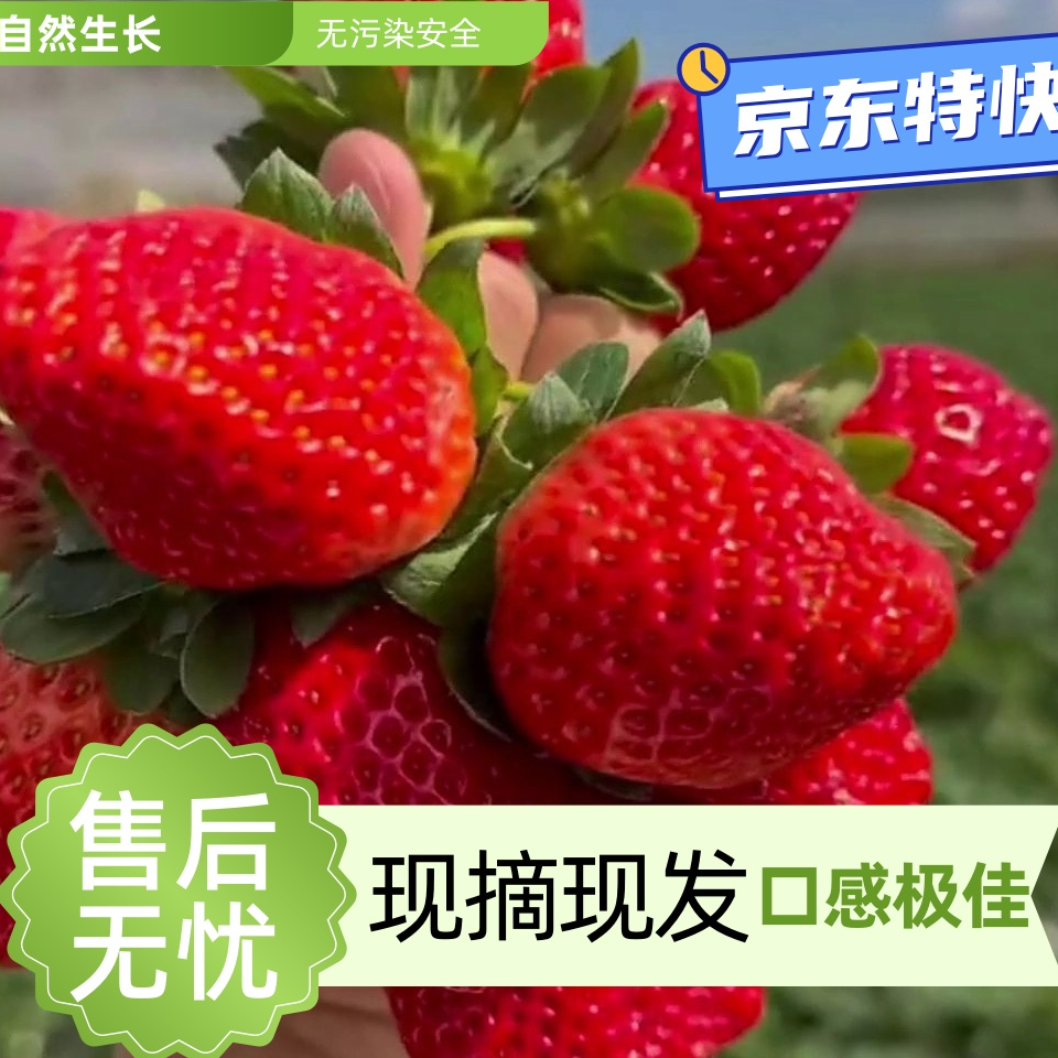 山东正宗妙香红颜奶油草莓新鲜现摘现发头茬草莓自家果园产地直发