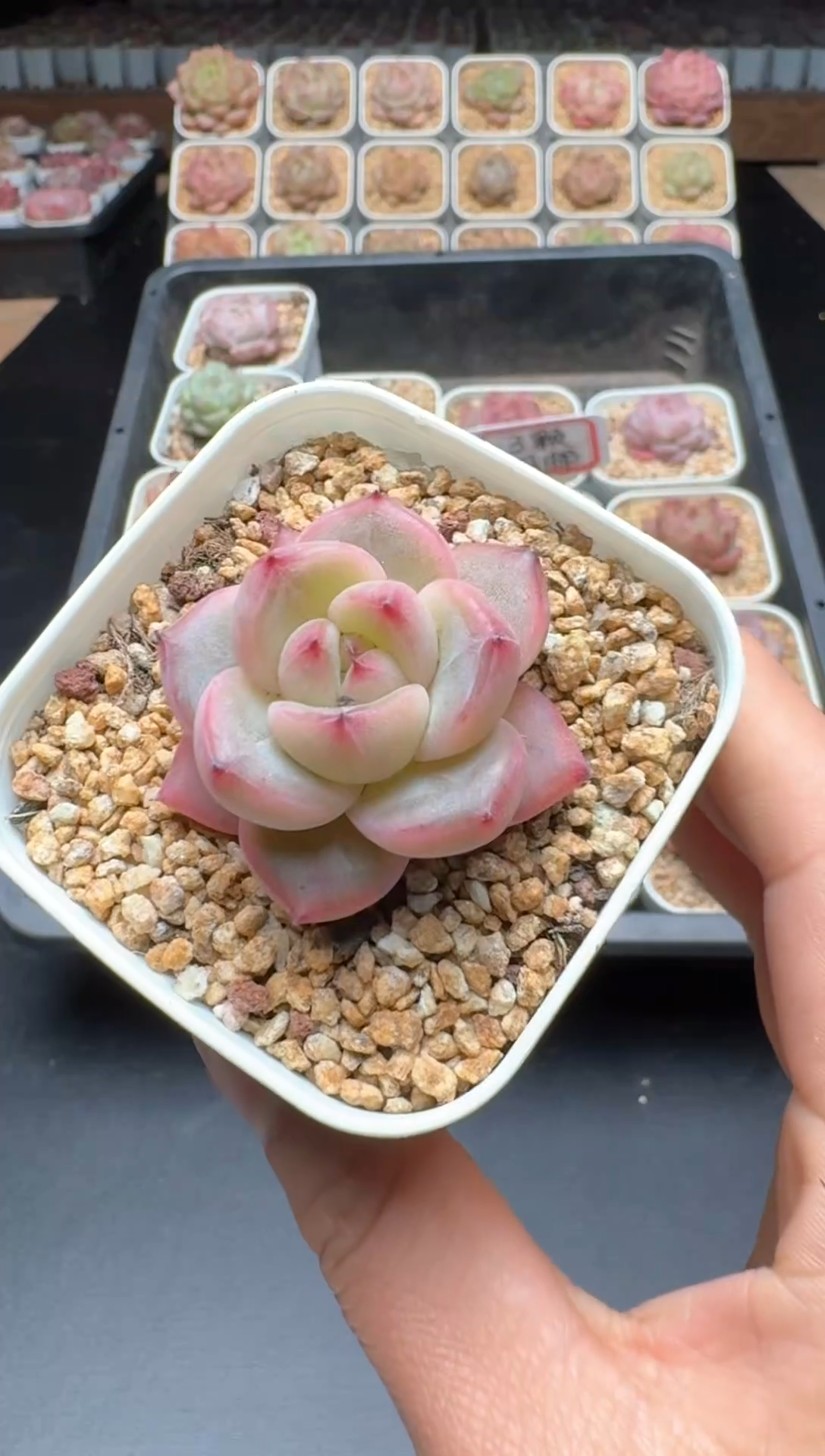 【闪购商品】248号 珍妮杂交多肉 花卉植物