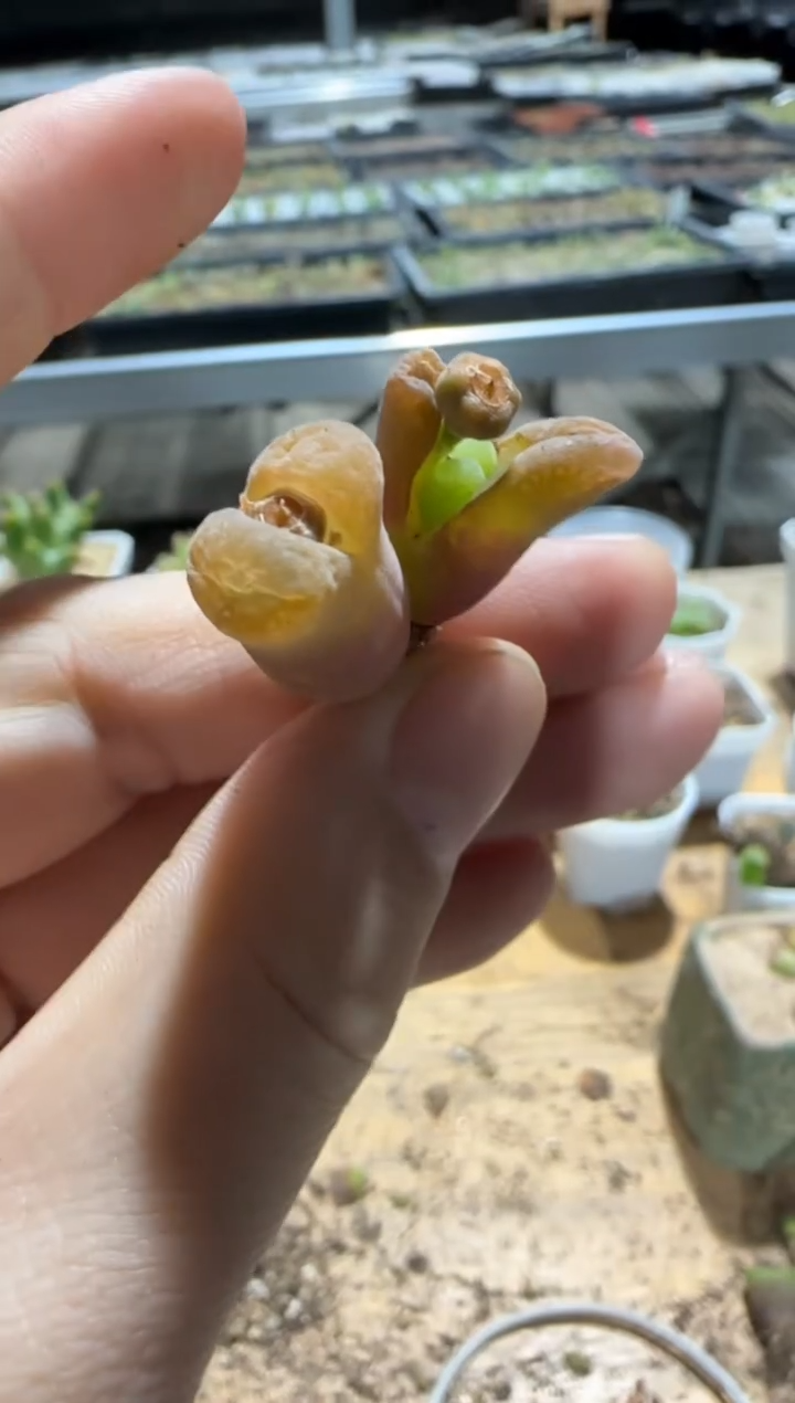 【闪购商品】9-522