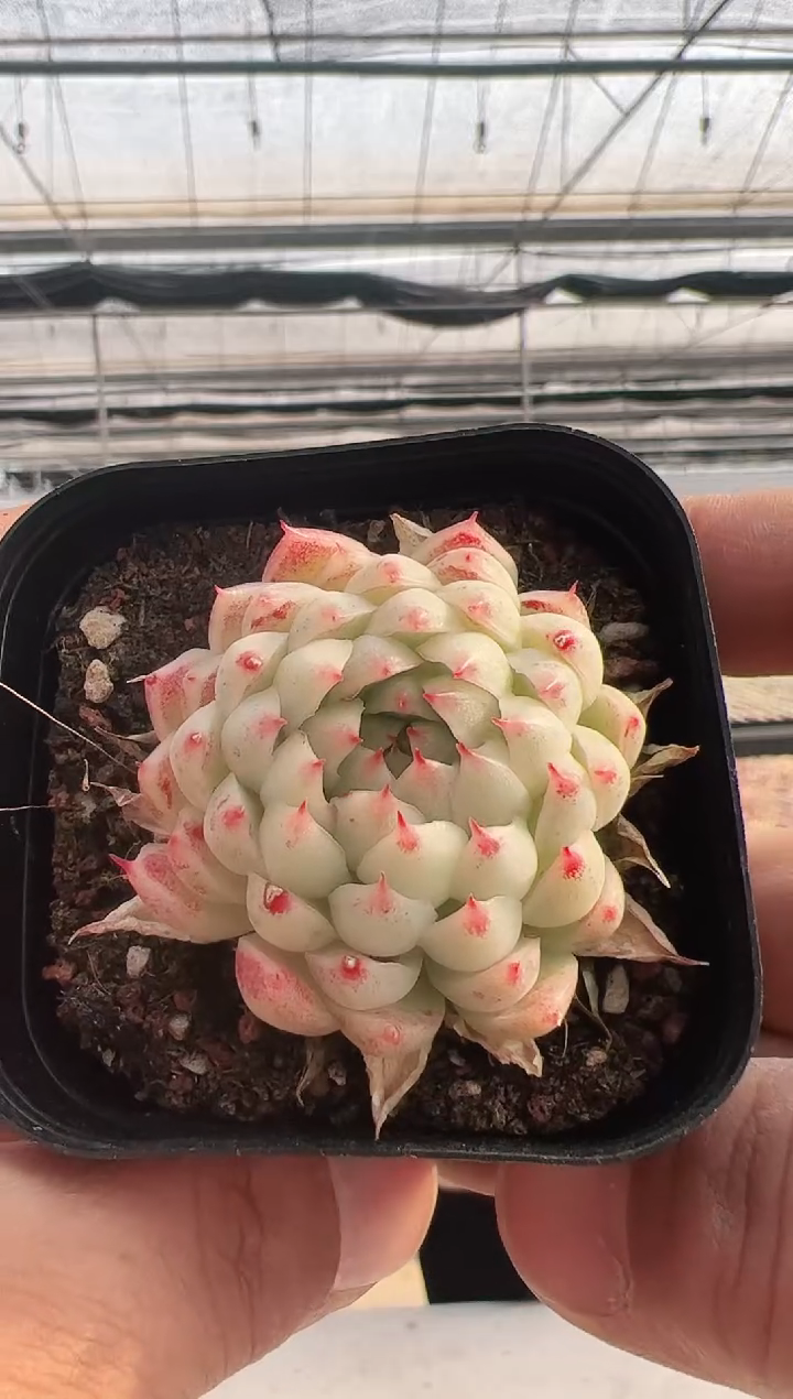 【闪购商品】新款多肉-292