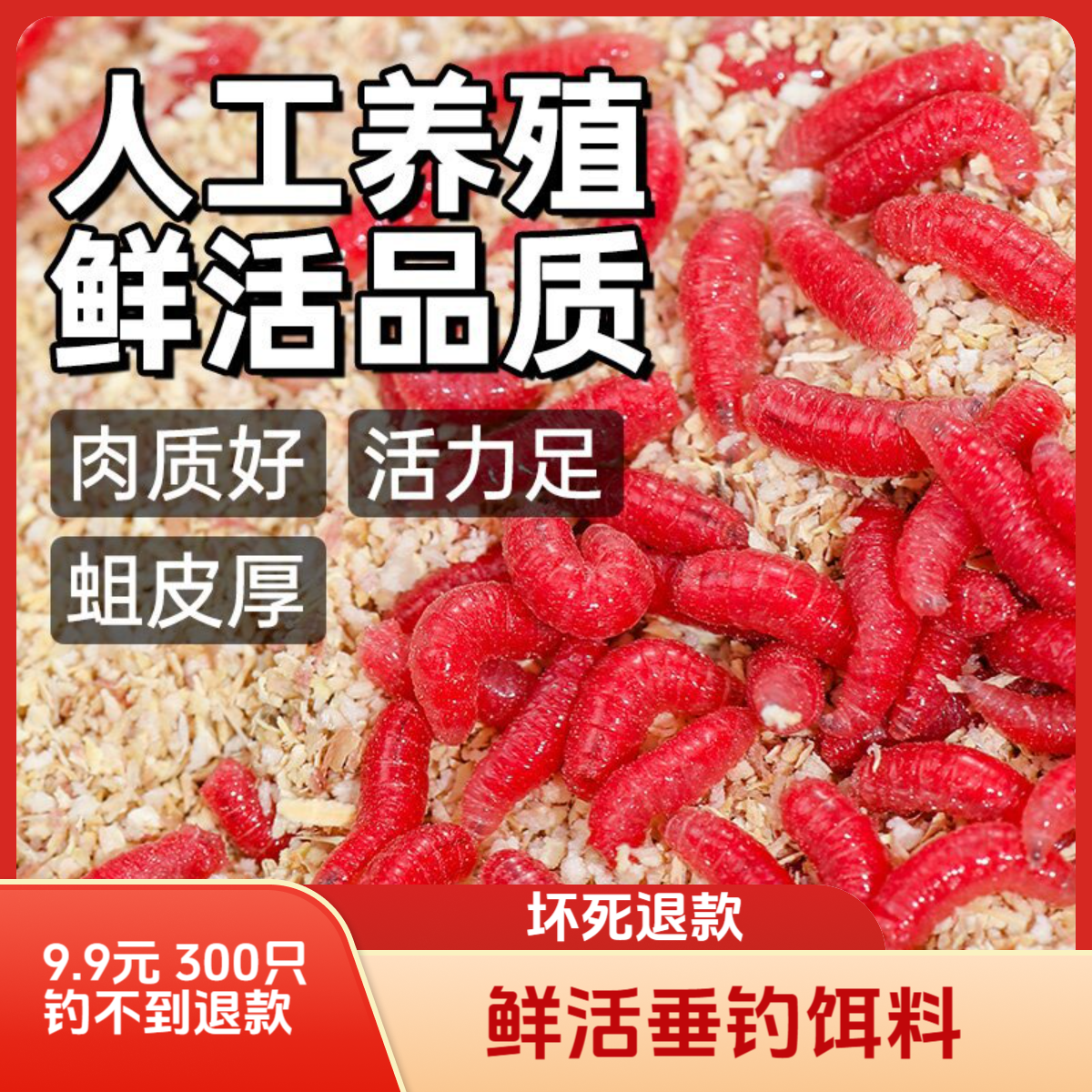 钓鱼高蛋白活饵红虫垂钓鲫鱼鲤鱼黄辣丁饵料