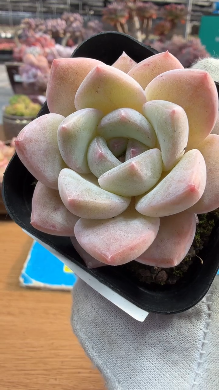 东云多肉园三店-171