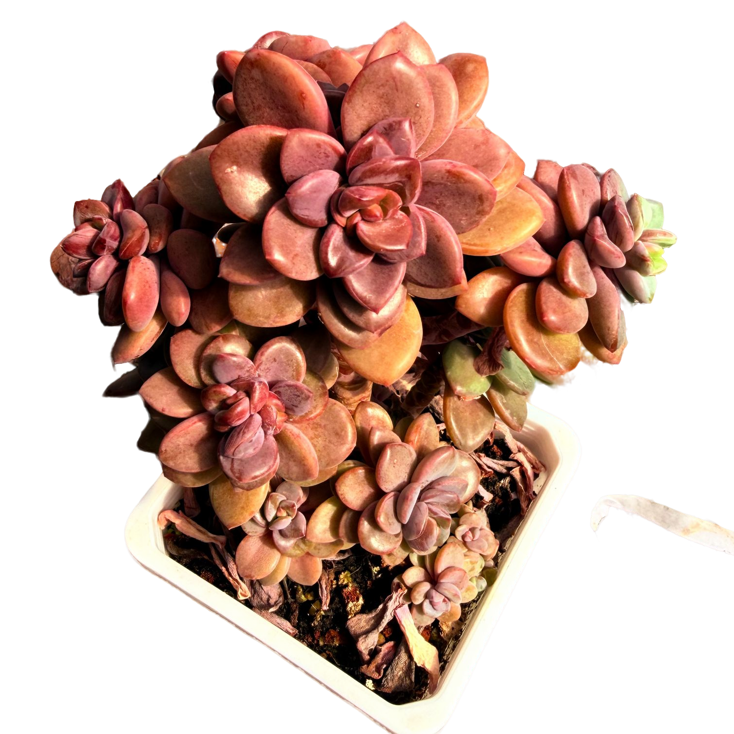 紫心 脱土(多肉植物)满19.9包邮 云南基地源头直发新手好养