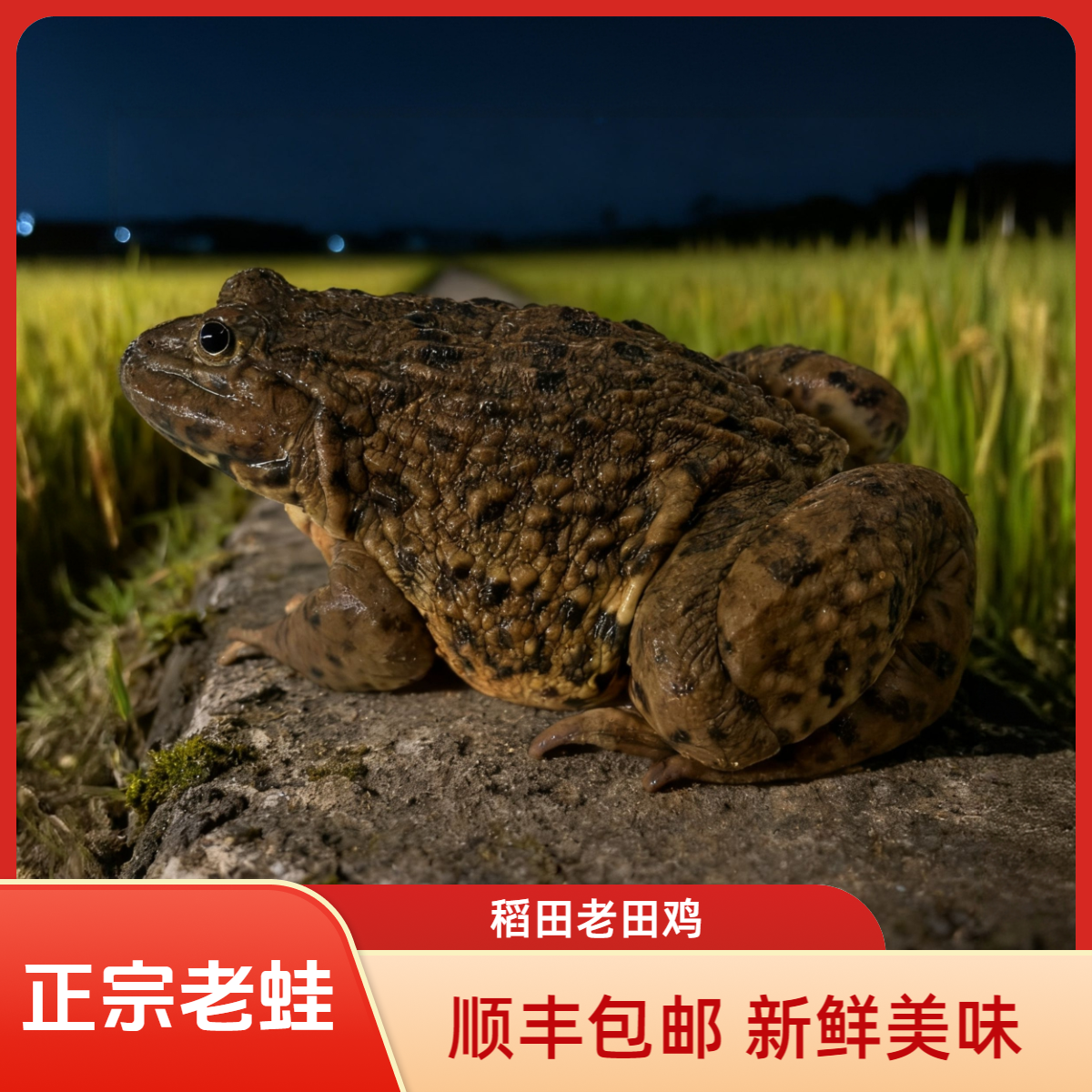【三年老蛙】顺丰包邮生态稻田仿野散养三年老田鸡3/5斤现捉老蛙
