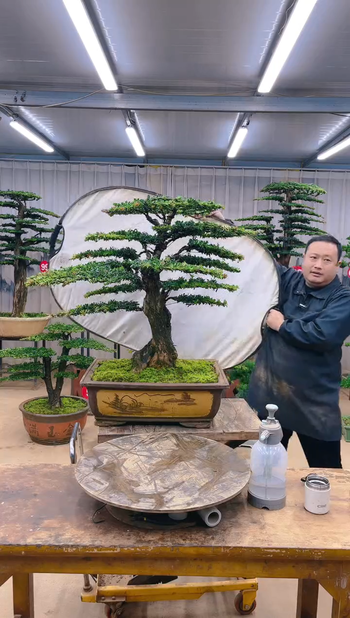 无花朵C****9精品盆景  一物一拍