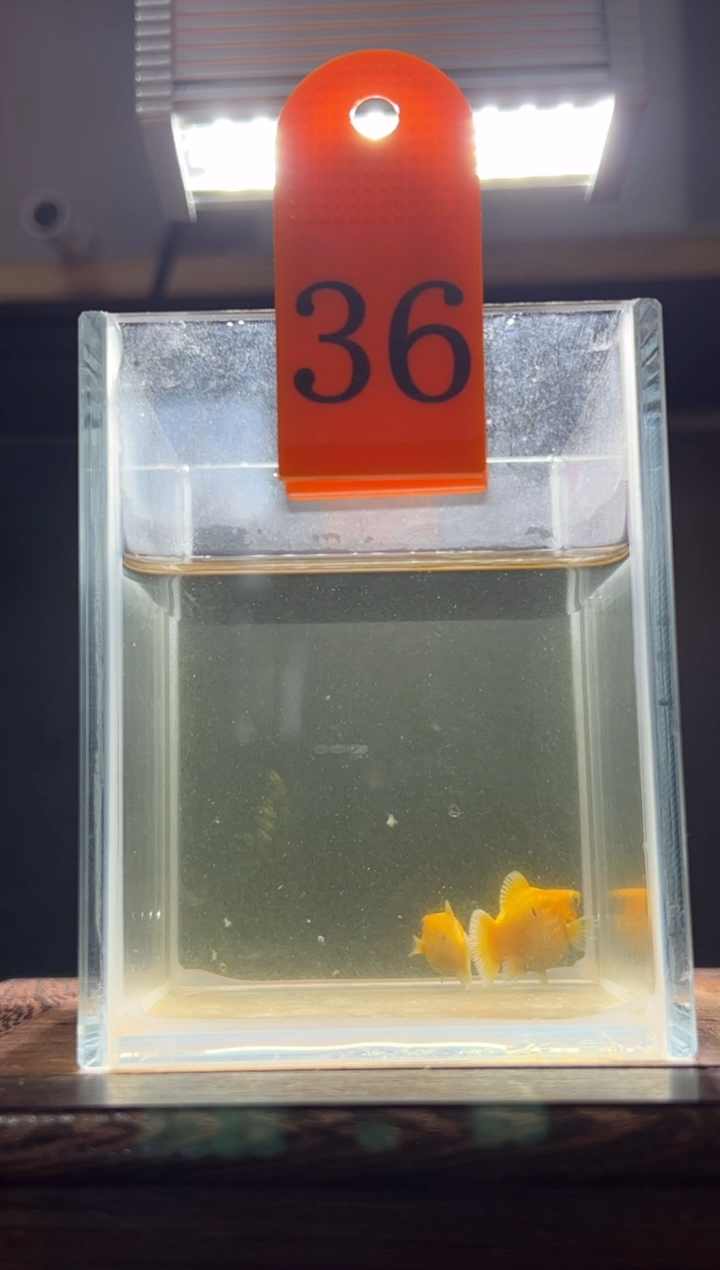 孔雀鱼黄金玛丽球编号36