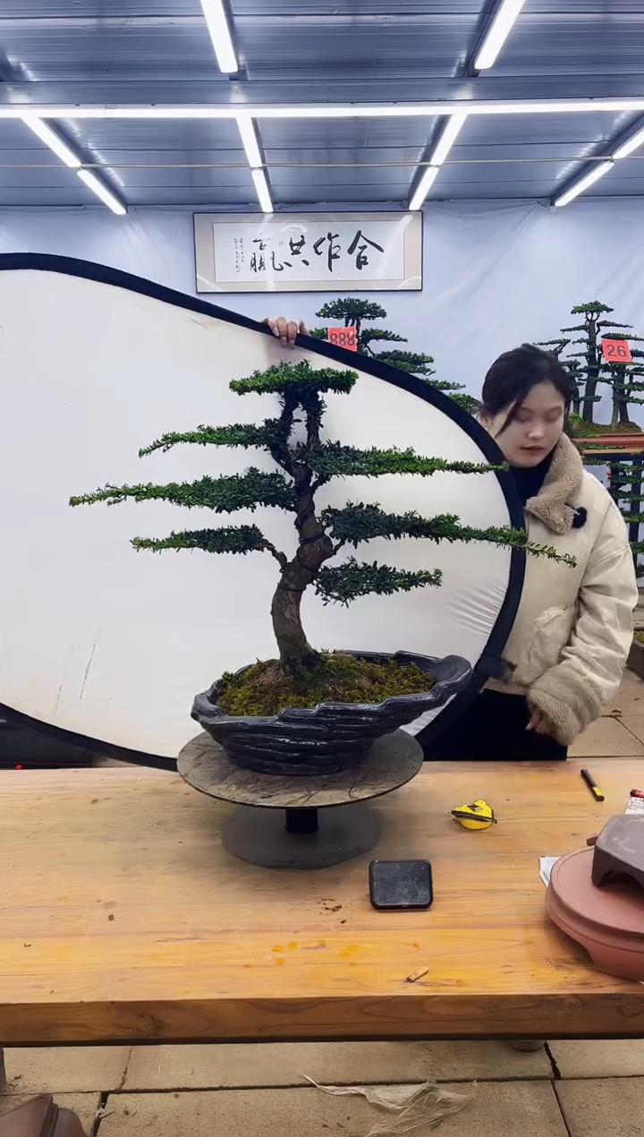 【闪购商品】高端盆景一物一拍，所见即所得