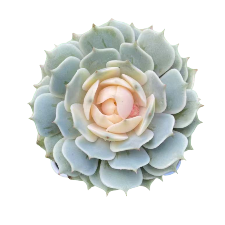 【露娜仙子】带盆土发 可水培 多肉植物盆栽绿植  百荟多肉 2单包邮