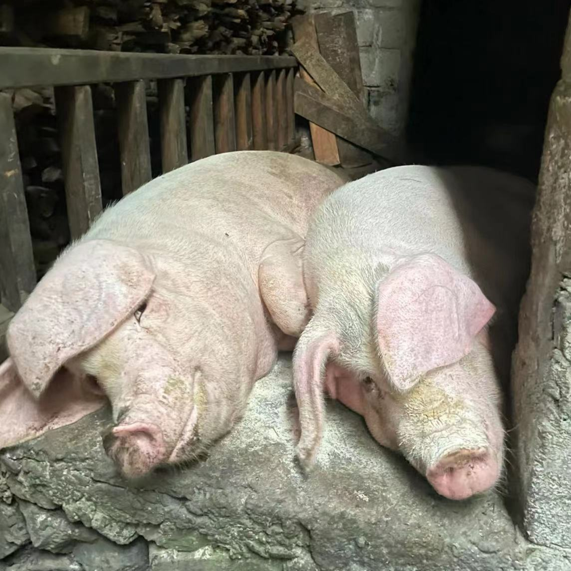 【现场称重】【顺丰包邮】重庆强娃土猪肉一单一称熟食猪肉