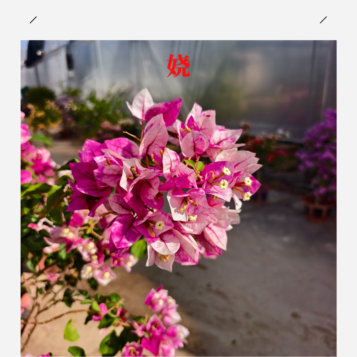 {直播间链接}新品三角梅花棒棒糖清雅庭院阳台攀援勤花嫁接