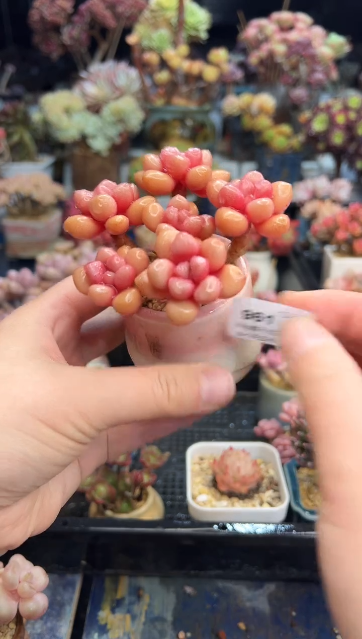 【闪购商品】96带盆