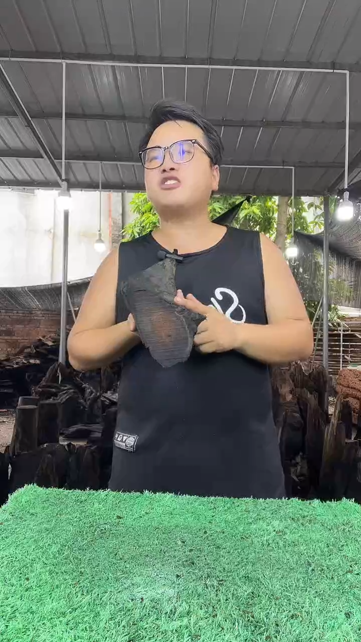 金丝楠小叶桢楠205
