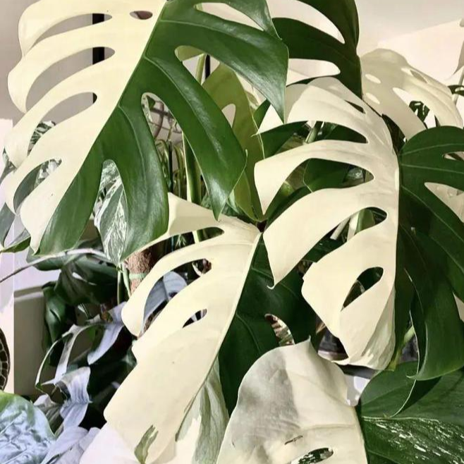 白锦龟背竹  默认蕉叶叶损  锦弱 不要来找