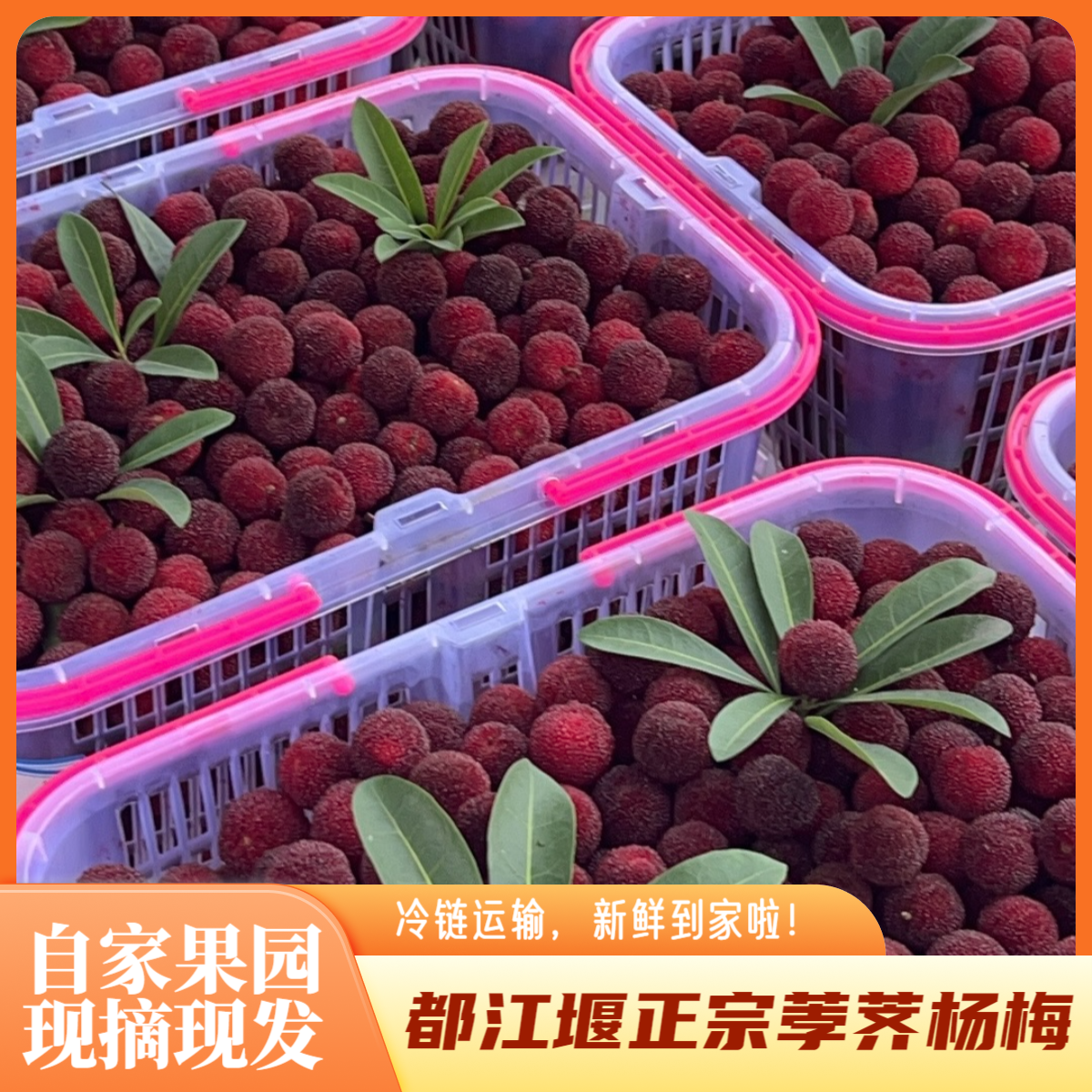 慈溪荸荠杨梅&都江堰正宗小黑炭3斤杨梅果园直发当季鲜果冷链空运新鲜四川省