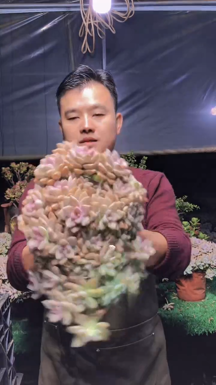229淡雪缀化一物一拍