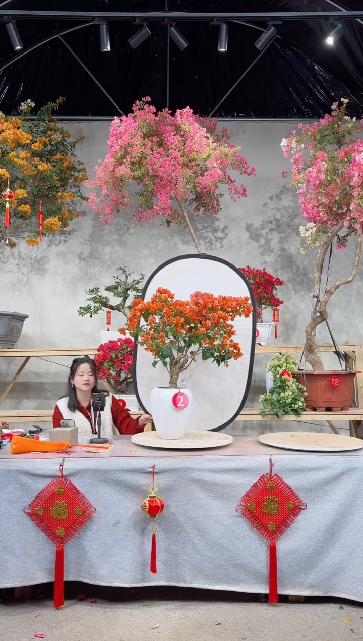 【闪购商品】盆景泰国橙