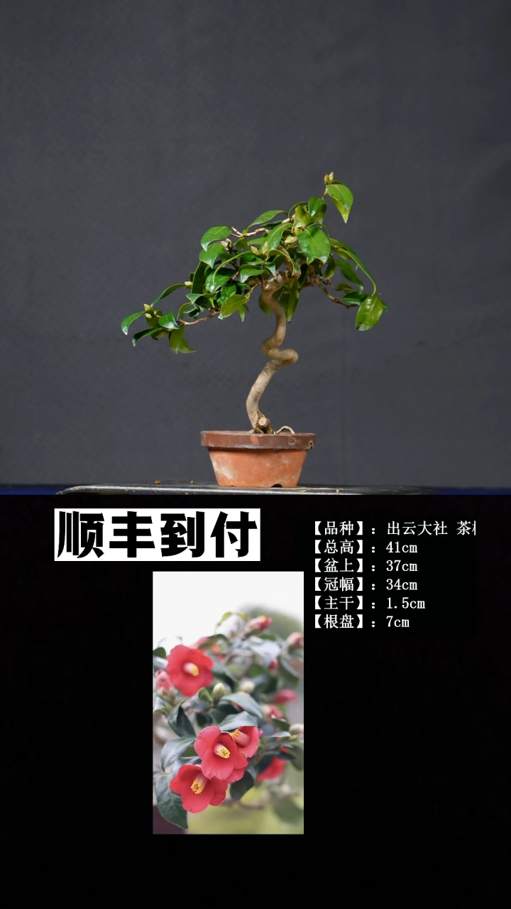 无花朵出云大社 不包邮