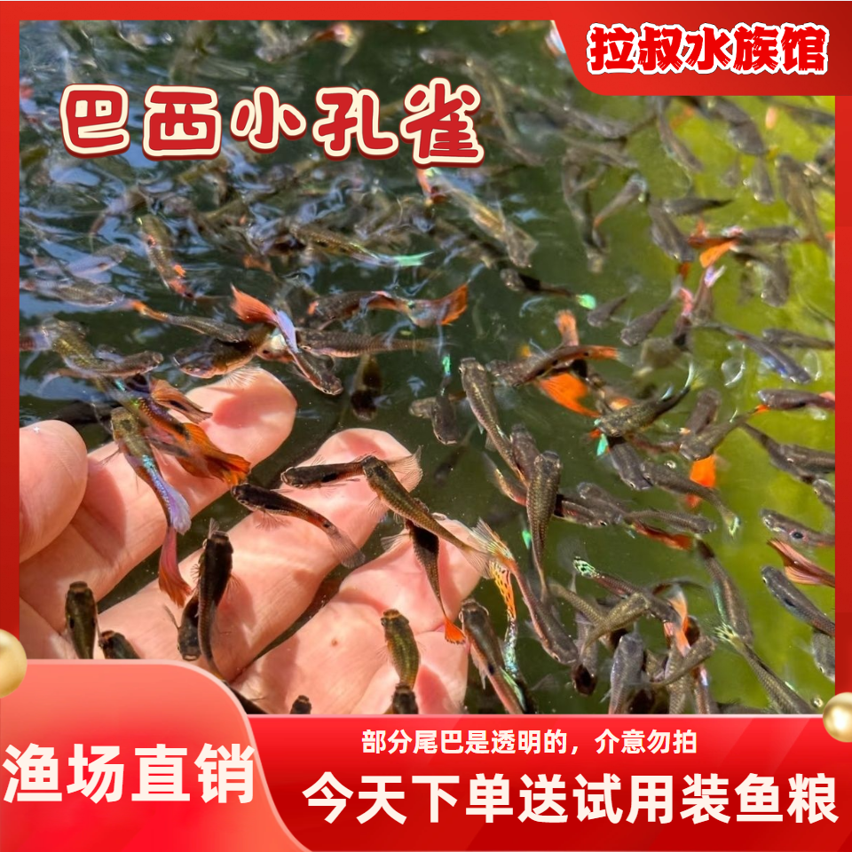 杂袍胎生孔雀鱼好养耐活小型淡水热带观赏鱼