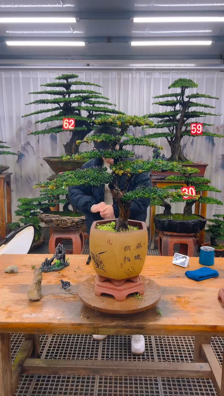 无花朵精品盆景直播间一物一拍