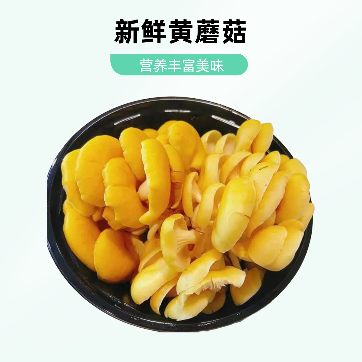 新鲜现摘现发顺丰发出新鲜黄金菇买1到手4盒味道鲜美口感爽脆