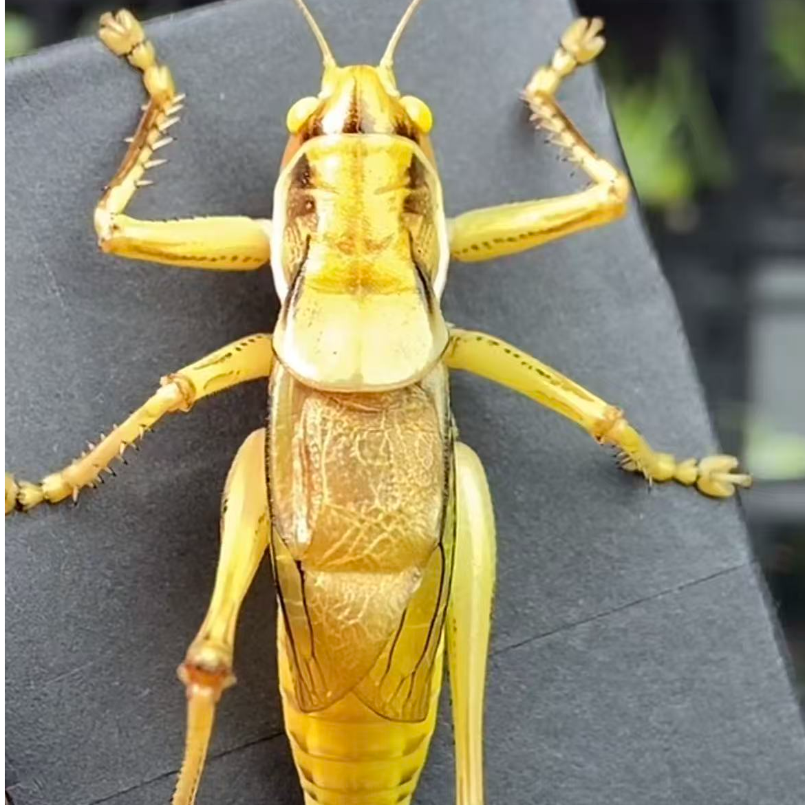 玉眼蝈蝈 玉石眼蝈蝈 高端蝈蝈【顺丰包邮  到货宝活】