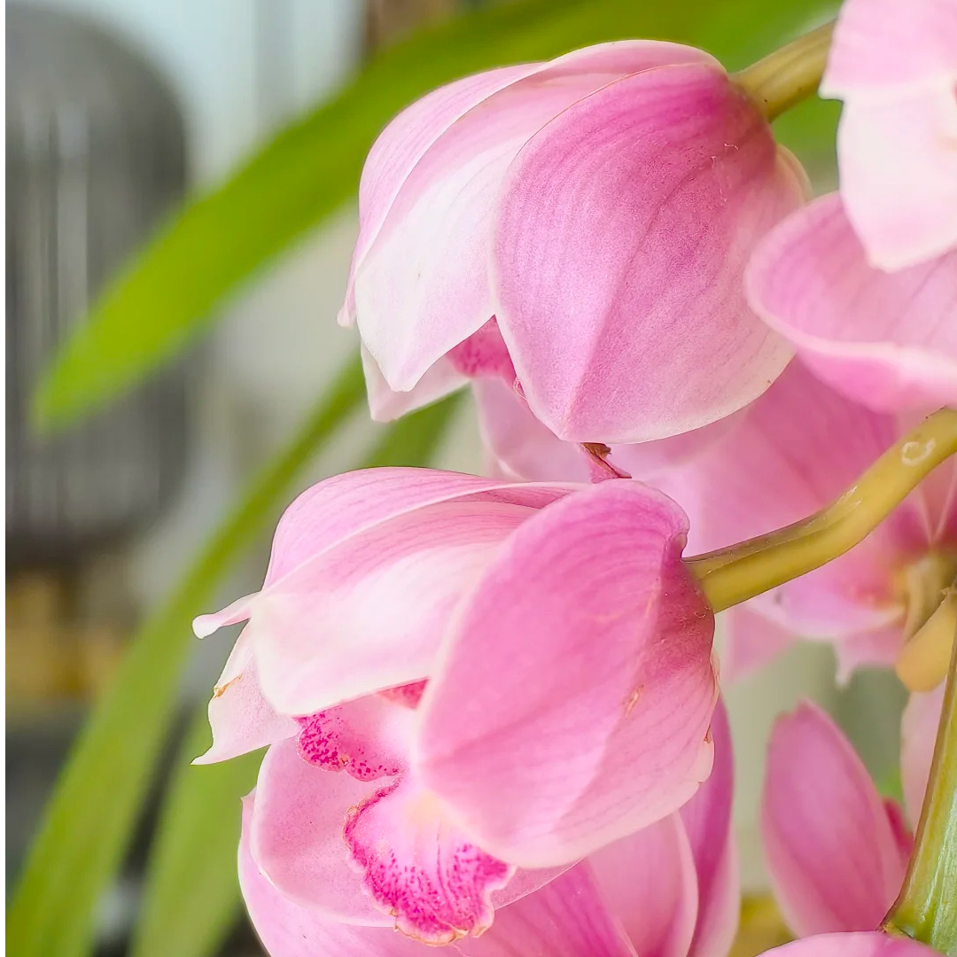 【朝阳】 大花惠兰-蕙兰盆栽带花剑花苞【昆明拾光花卉】