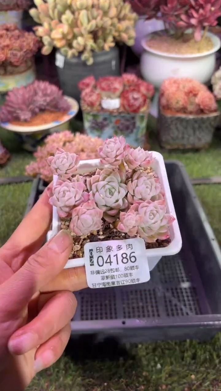 【闪购商品】04186