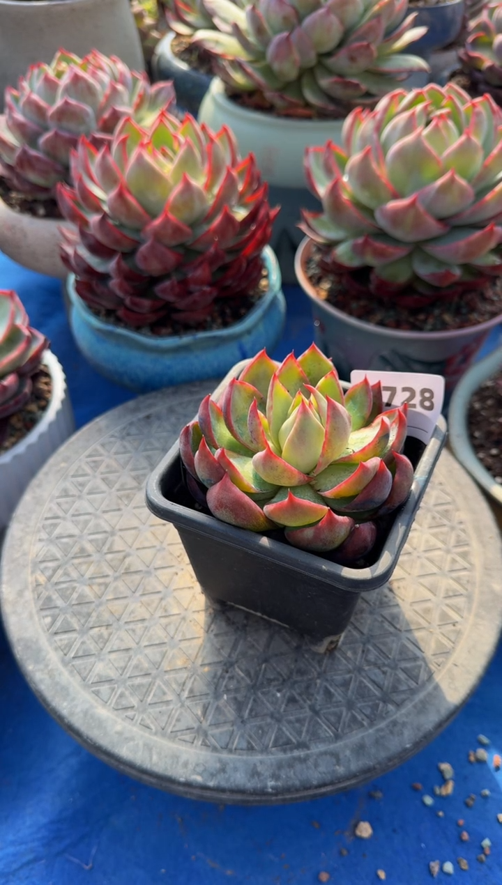 【闪购商品】A728惊鸿仙子（裸根发货）