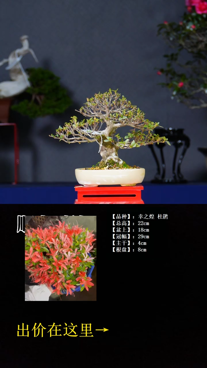 无花朵杜鹃 不包邮