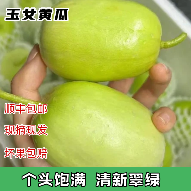 山东寿光 现摘玉女小黄瓜 鲜脆爽口 皮薄多汁