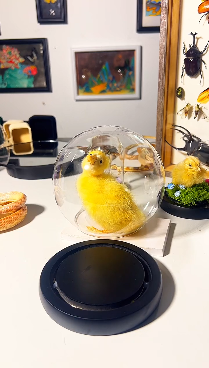 有机玻璃28+玻璃罩